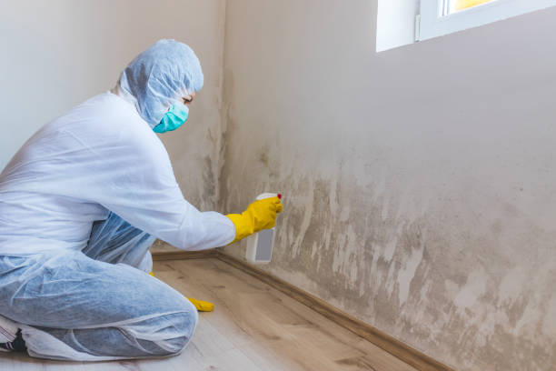 Licensed Mold Testing service in Westbury, NY - WQB Mold Removal